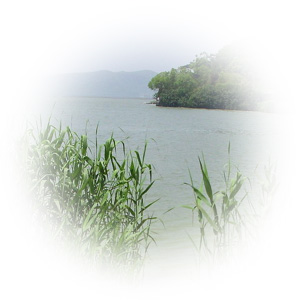 平動橢圓振動篩